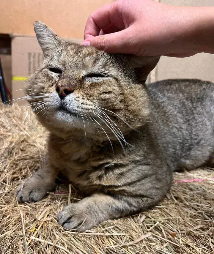 这只猫咪的脸盘子太大了！被收养后判若两猫，这剧情真可爱