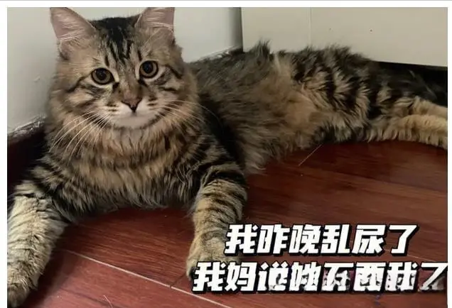 为何公猫遭 “嫌弃”？这么多人都在建议不要养公猫！