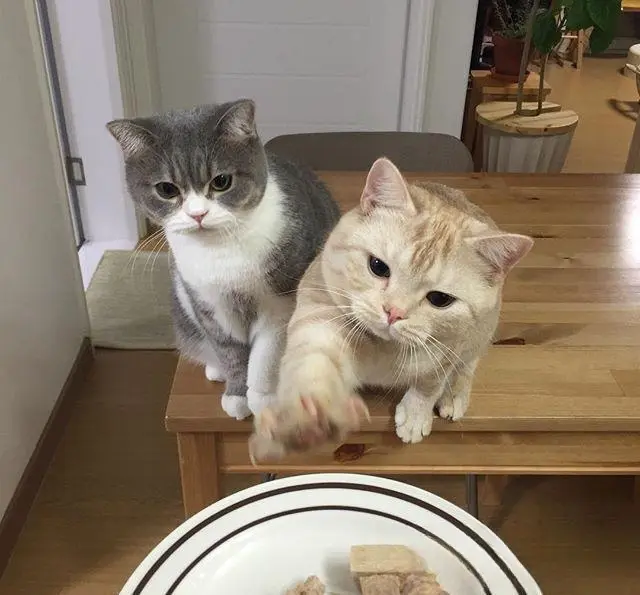 猫咪对猫粮不屑一顾，却对零食和罐头情有独钟，太挑食怎么办？