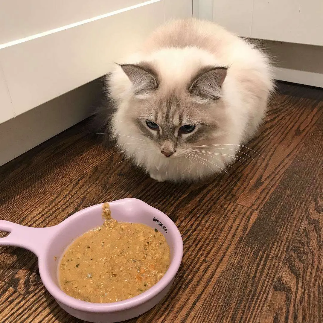 猫咪对猫粮不屑一顾，却对零食和罐头情有独钟，太挑食怎么办？