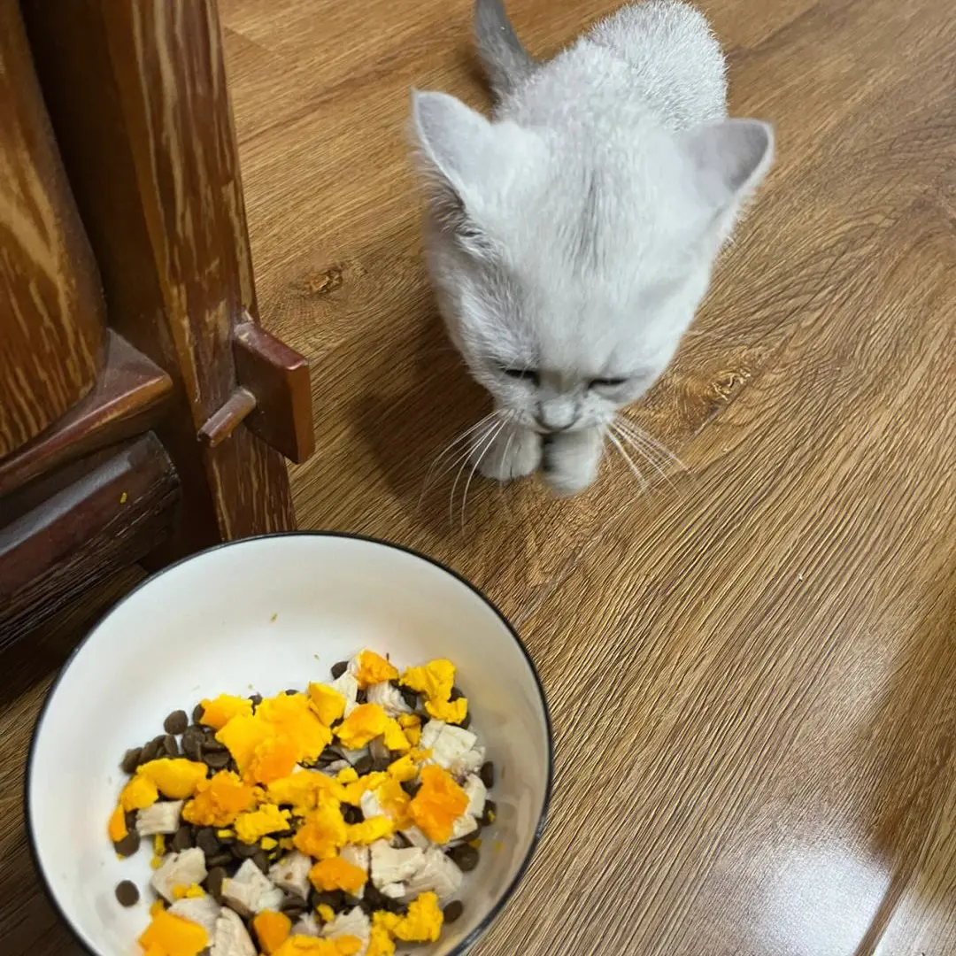 猫咪对猫粮不屑一顾，却对零食和罐头情有独钟，太挑食怎么办？