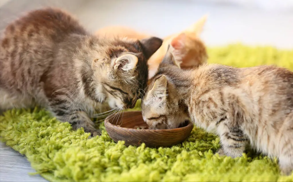 猫咪对猫粮不屑一顾，却对零食和罐头情有独钟，太挑食怎么办？