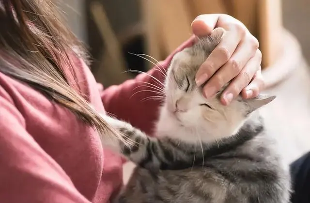 摸猫头这件事，猫咪的小脑袋可比你想得复杂！