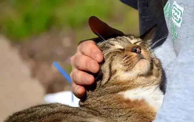 摸猫头这件事，猫咪的小脑袋可比你想得复杂！