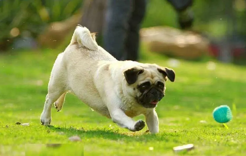 巴哥犬发胖怎么办？轻松减肥，让它重拾活力！