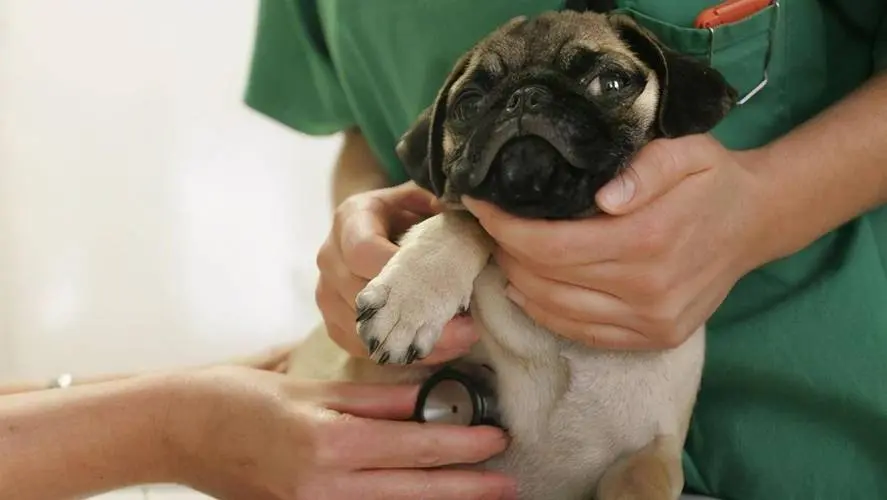 巴哥犬发胖怎么办？轻松减肥，让它重拾活力！