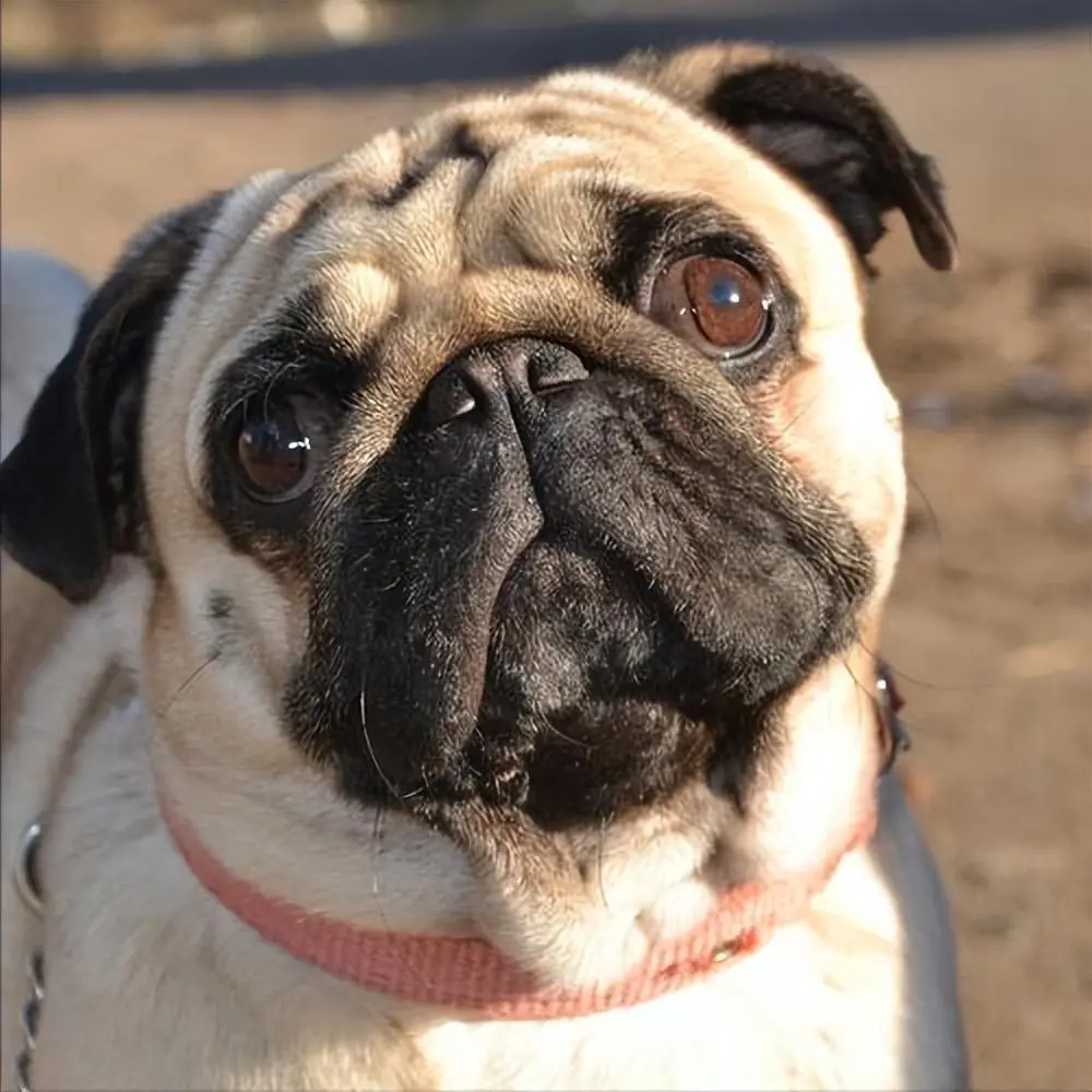 巴哥犬发胖怎么办？轻松减肥，让它重拾活力！