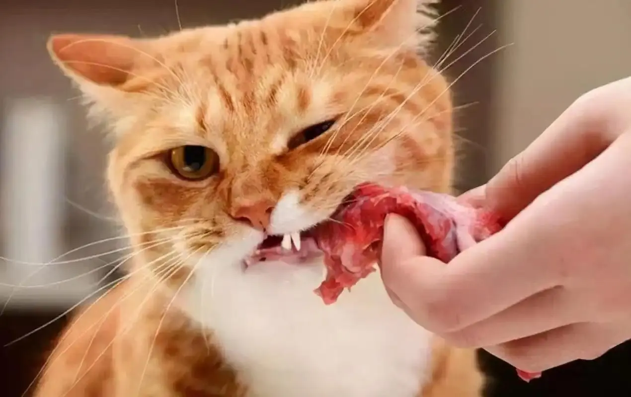 猫咪不长肉？这些食物帮它变得圆润可爱！