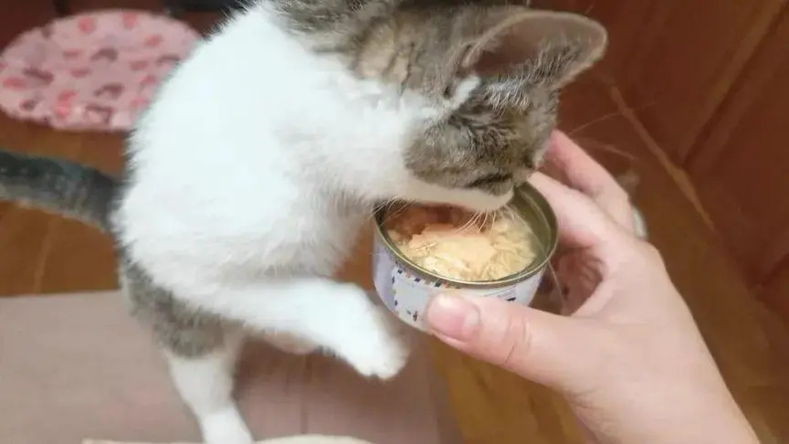 猫咪不长肉？这些食物帮它变得圆润可爱！