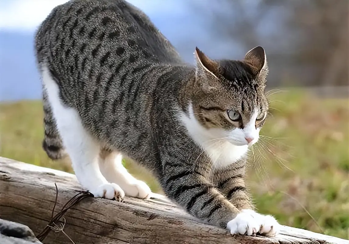 猫咪界的“高智商选手”和“呆萌担当”，看看你家猫在哪一队！