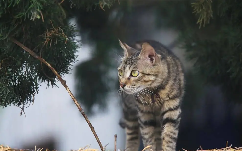 想养猫？这些高颜值又省心的猫咪了解一下！