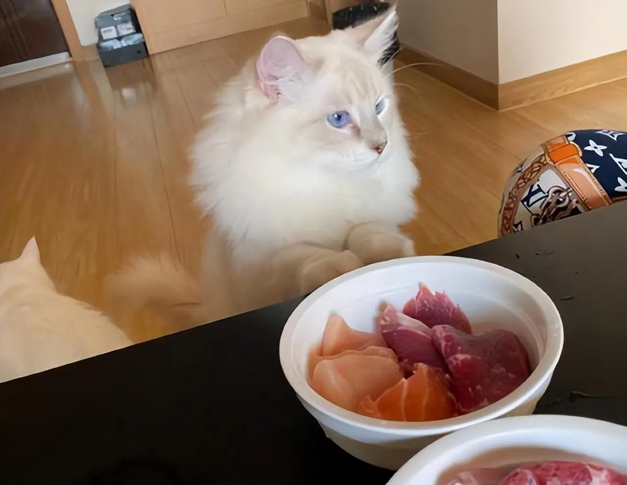 布偶猫拉稀没食欲？兽医教你这样解决！