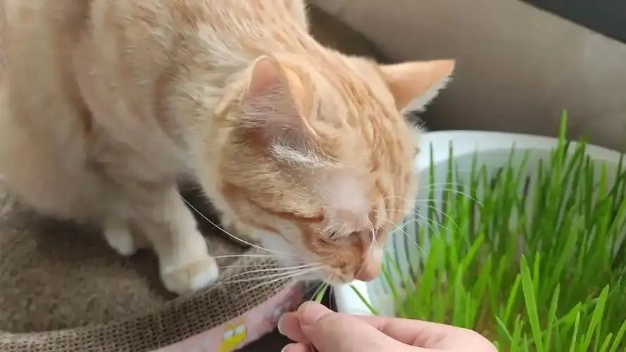 猫咪吐毛球怎么办？简单几招帮你轻松应对！