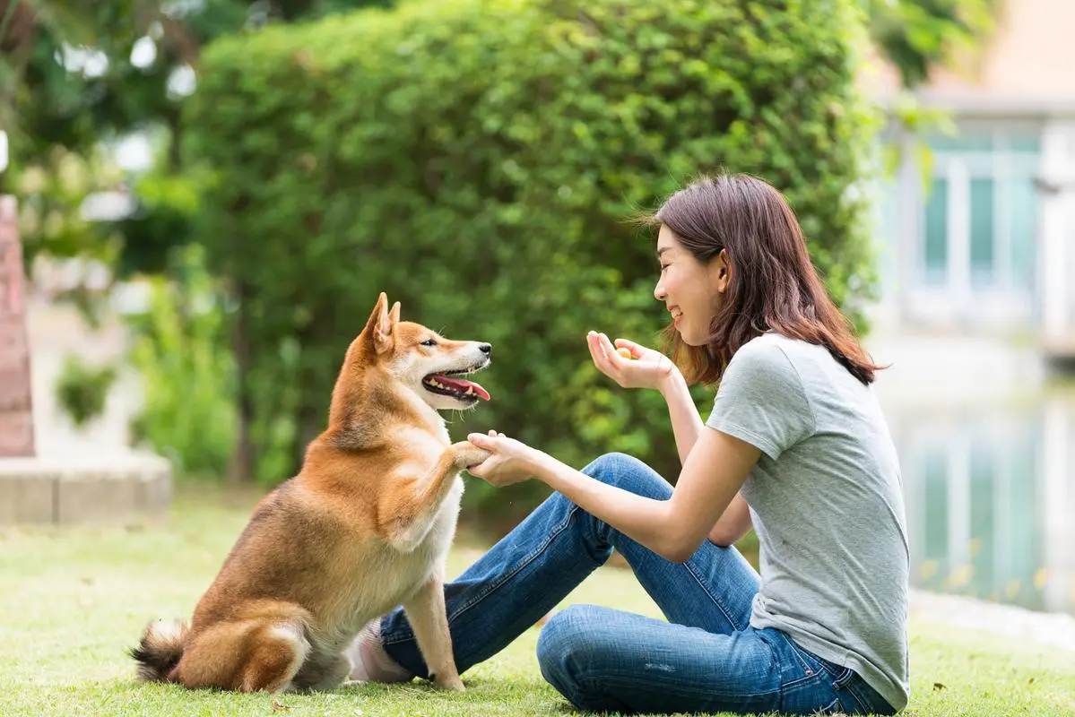 为什么人人都爱柴犬？这些优点让你一见倾心！