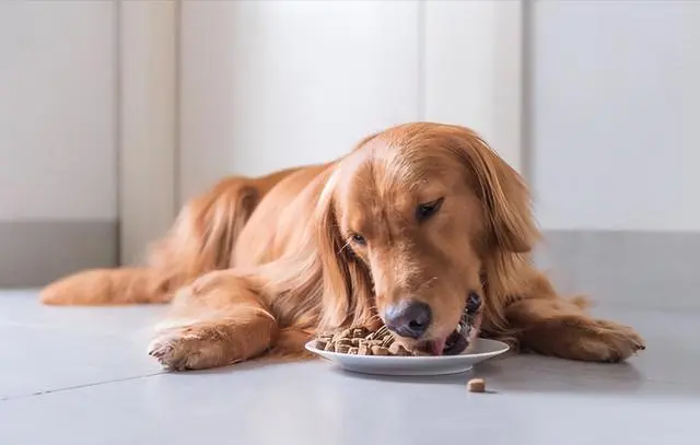 挑狗粮不迷茫！金毛眼中的“最佳选择”是这样的！