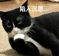 女子路边捡到奶牛猫，为找主人经历波折，网友笑翻：太戏剧了！