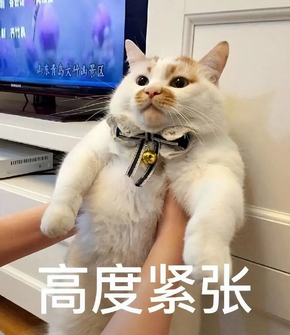 猫咪不亲近你？可能是你的“抱猫方式”出问题了！