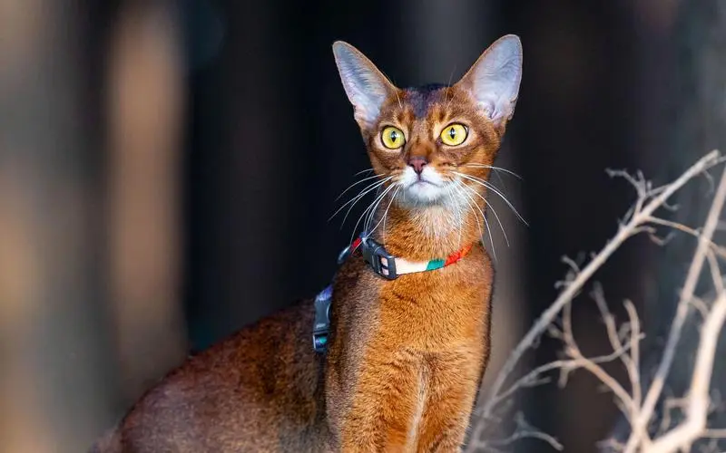 曾经的古埃及“神猫”阿比西尼亚猫，为何如今冷门？