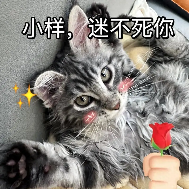 缅因猫爱吃什么猫粮？你真的选对了吗？