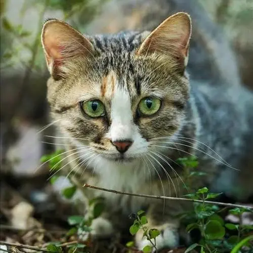 猫咪偷偷溜出去后，还能回来吗？如何应对这种情况？