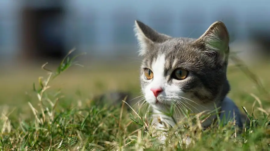 猫咪偷偷溜出去后，还能回来吗？如何应对这种情况？