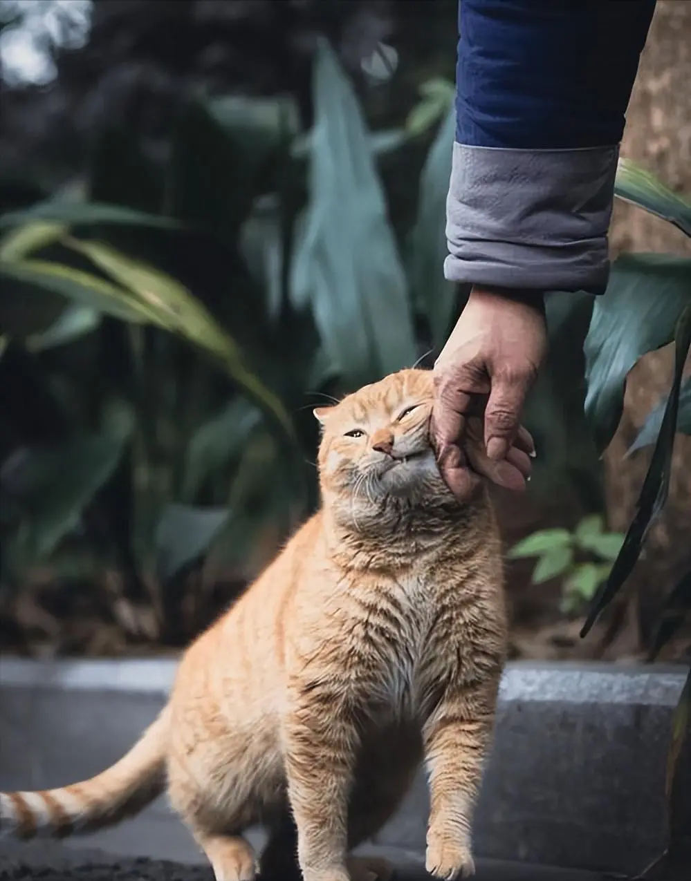 养猫久了，你会发现这些“怪现象”，绝对真实！