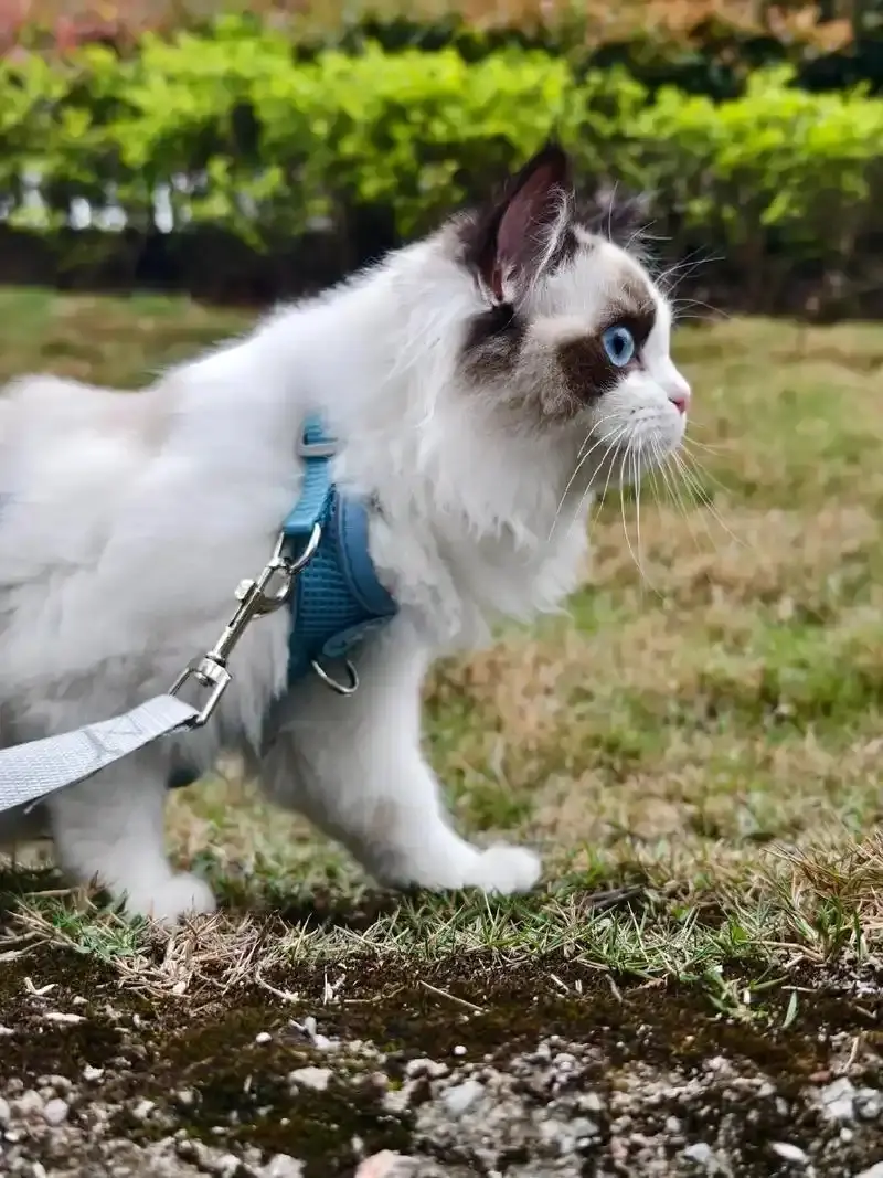 布偶猫拒绝进食？原因大揭秘，教你轻松解决！