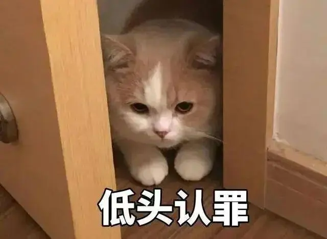 猫咪的8种“道歉”行为，铲屎官们知道几个？