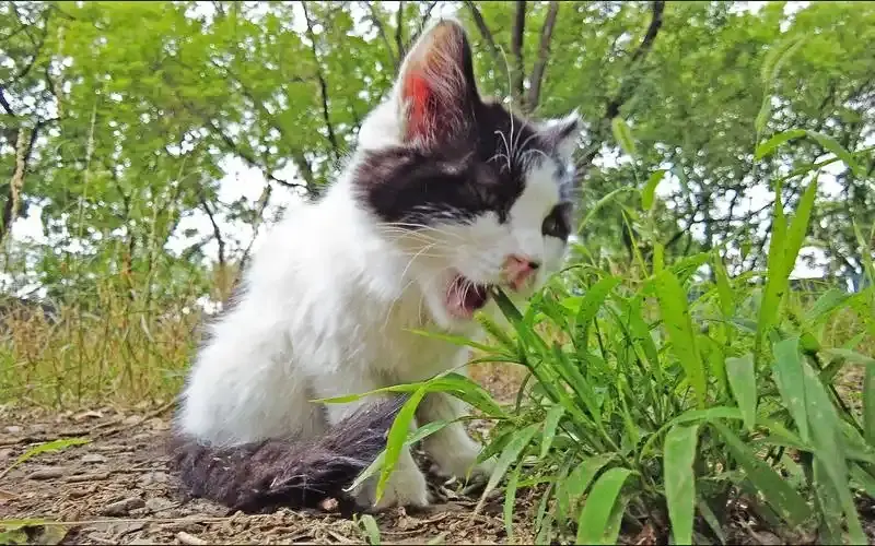 猫咪毛球困扰？这些实用方法帮你轻松解决！