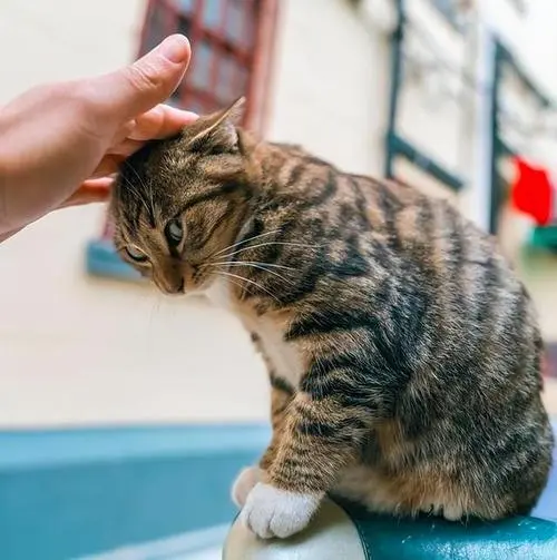 猫咪身上5大“禁区”，全都让你摸？它真的超爱你！🐾