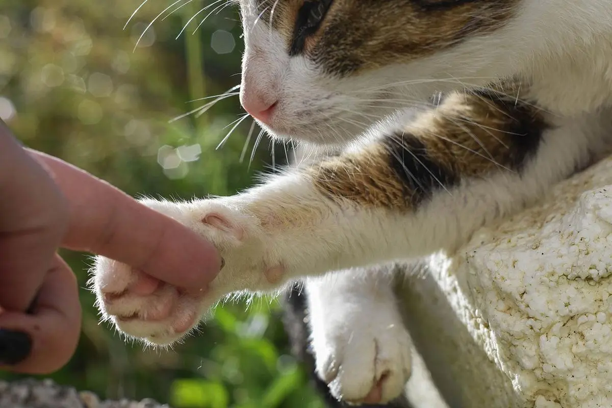 猫咪身上5大“禁区”，全都让你摸？它真的超爱你！🐾