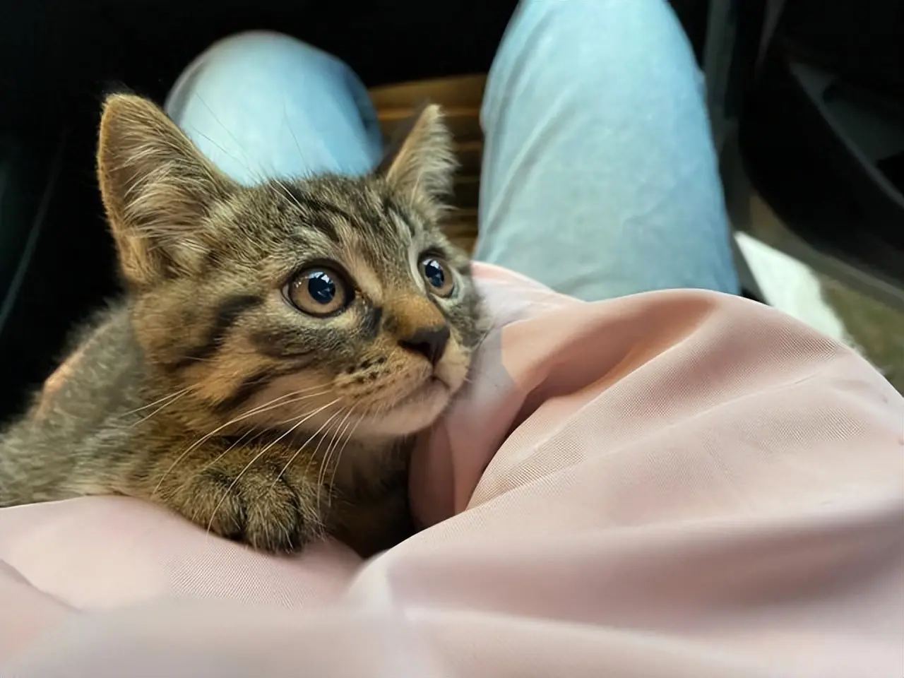 猫咪“中途送人”，它会难过吗？真相让人心疼，送走之前请三思！
