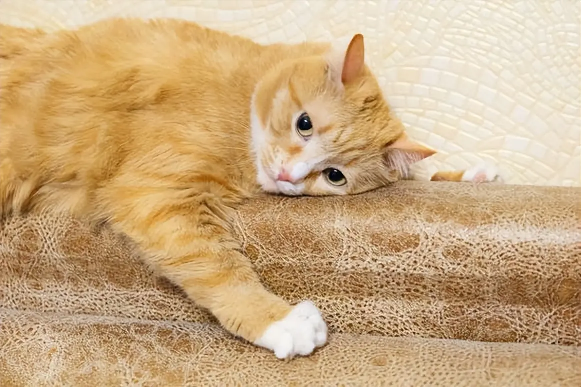 猫咪“中途送人”，它会难过吗？真相让人心疼，送走之前请三思！