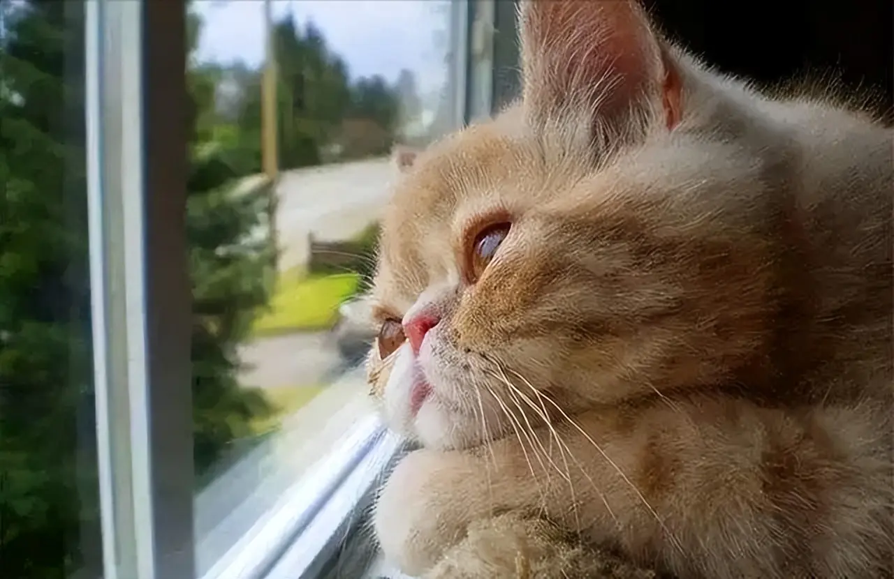 猫咪“中途送人”，它会难过吗？真相让人心疼，送走之前请三思！