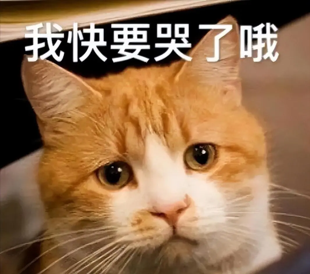 猫咪“中途送人”，它会难过吗？真相让人心疼，送走之前请三思！