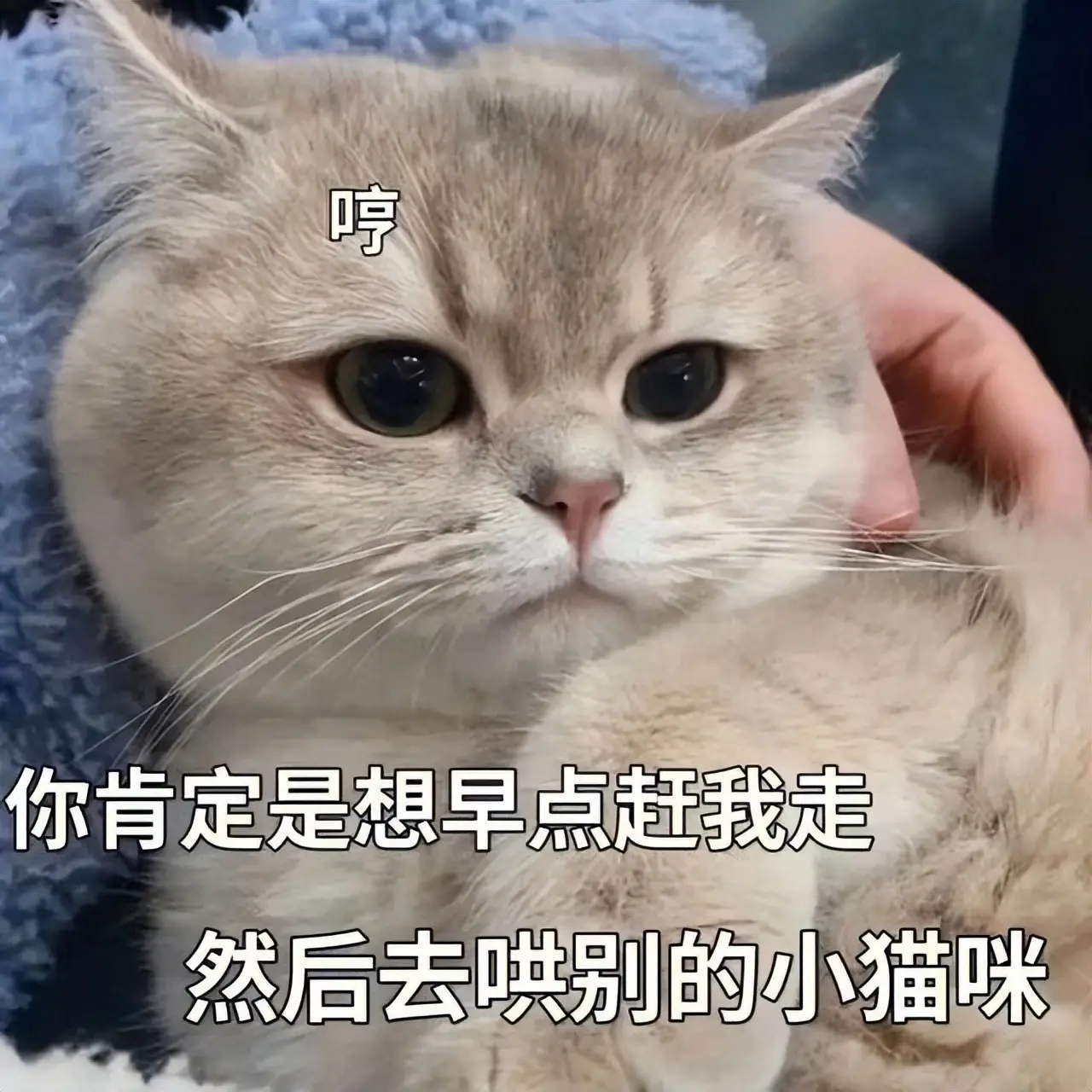 猫咪“中途送人”，它会难过吗？真相让人心疼，送走之前请三思！