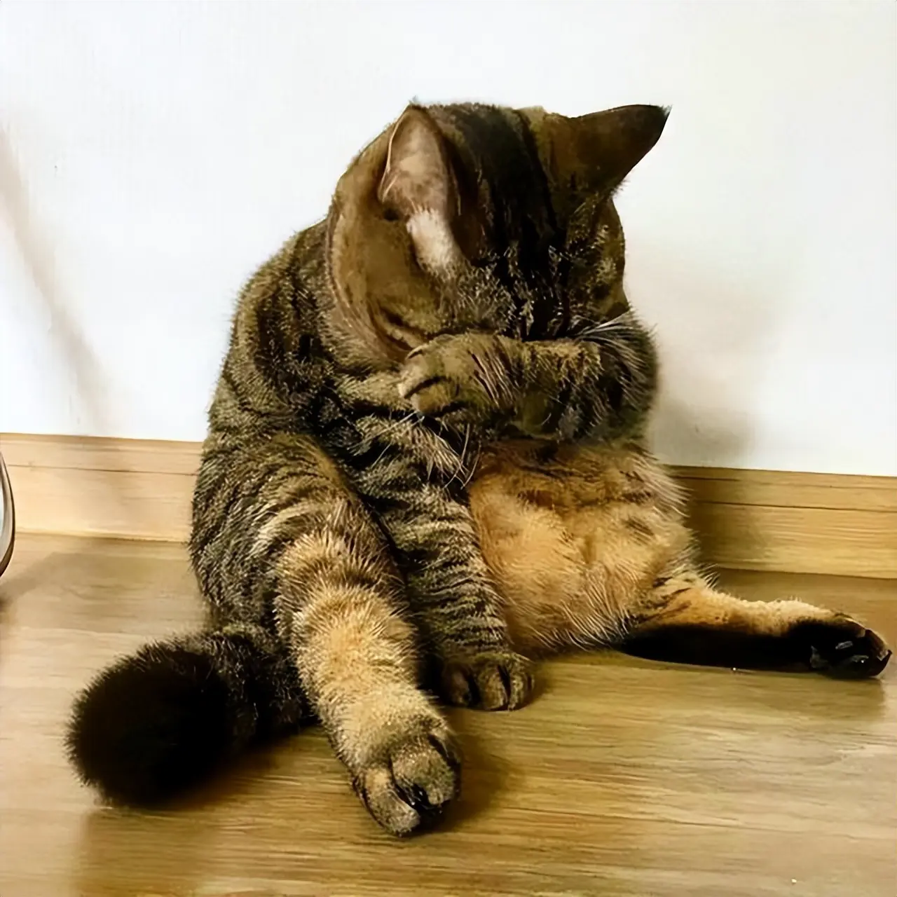 猫咪“中途送人”，它会难过吗？真相让人心疼，送走之前请三思！