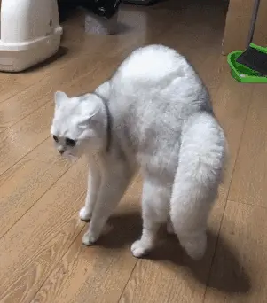 猫咪“中途送人”，它会难过吗？真相让人心疼，送走之前请三思！