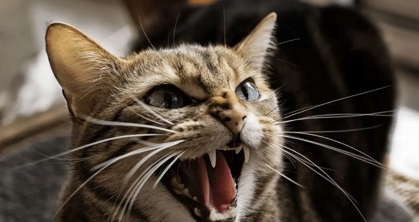 猫咪“中途送人”，它会难过吗？真相让人心疼，送走之前请三思！