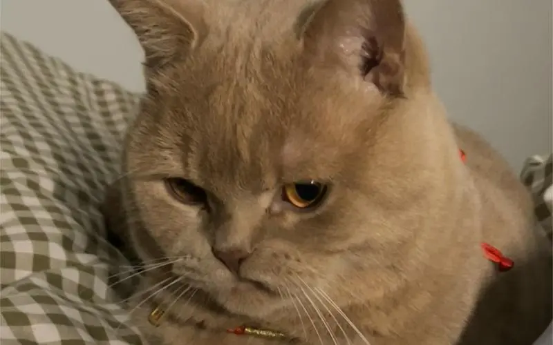 猫咪“中途送人”，它会难过吗？真相让人心疼，送走之前请三思！