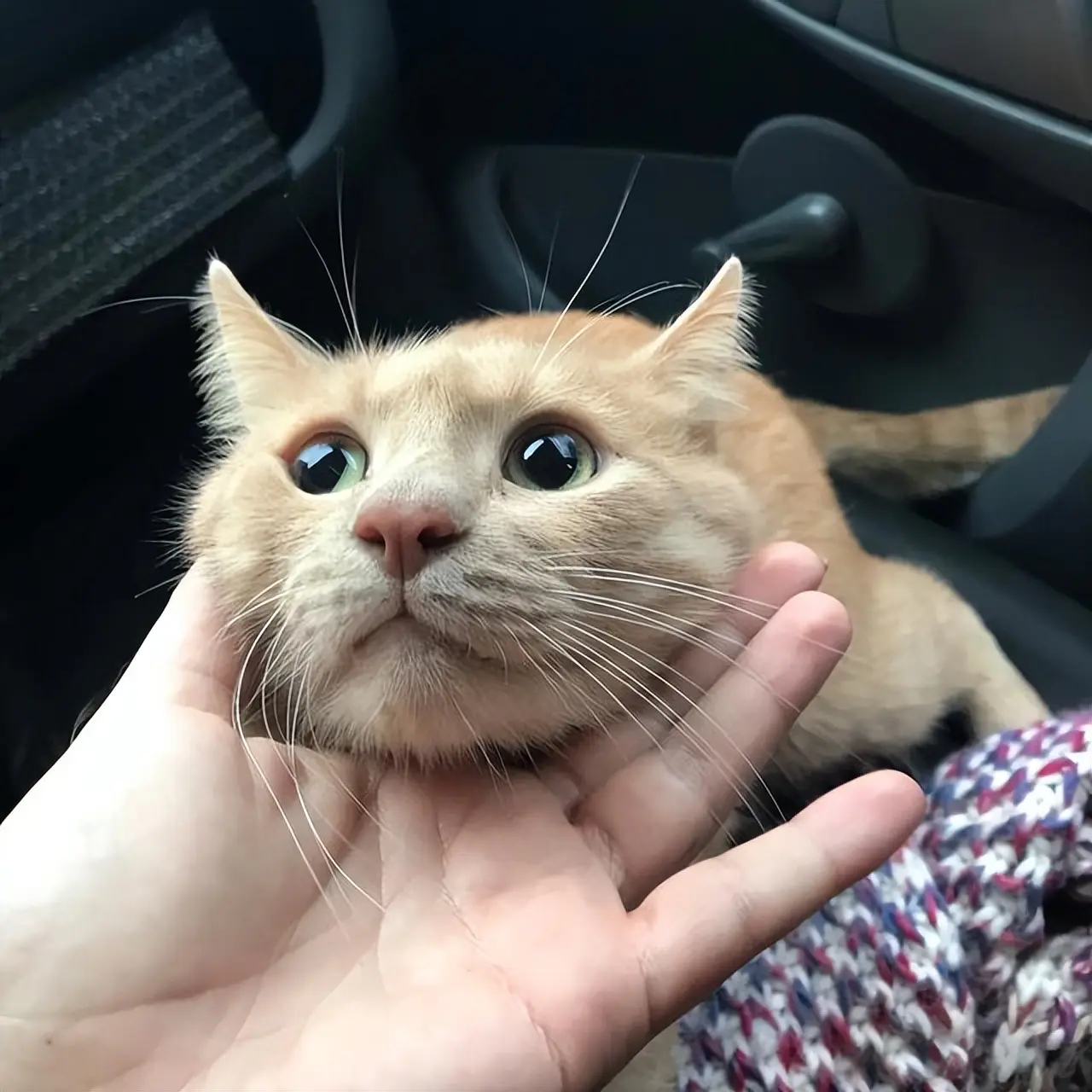 猫咪“中途送人”，它会难过吗？真相让人心疼，送走之前请三思！
