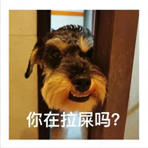 雪纳瑞大便不成形是“拉稀”还是肠胃问题？教你正确应对！