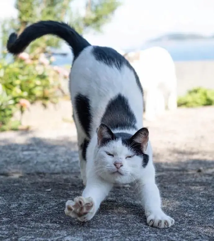 一大波萌猫来袭，准备好被治愈了吗？