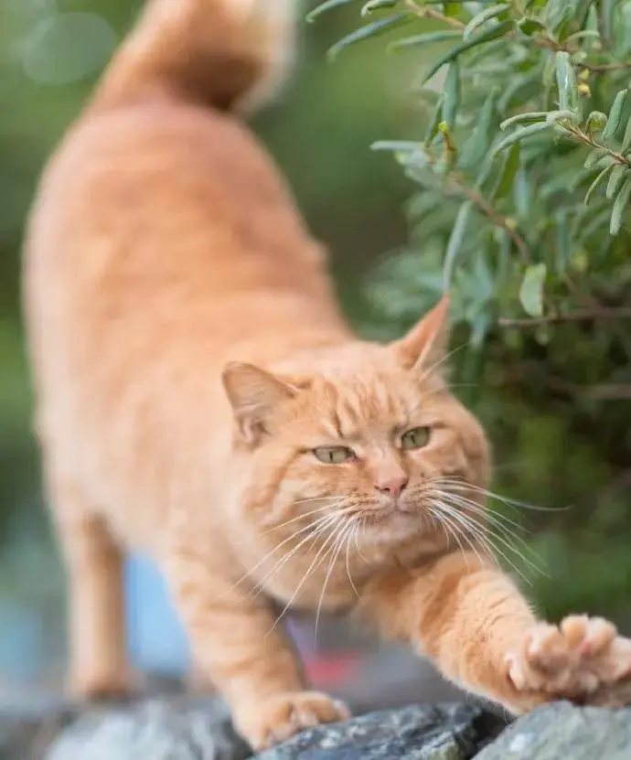 一大波萌猫来袭，准备好被治愈了吗？