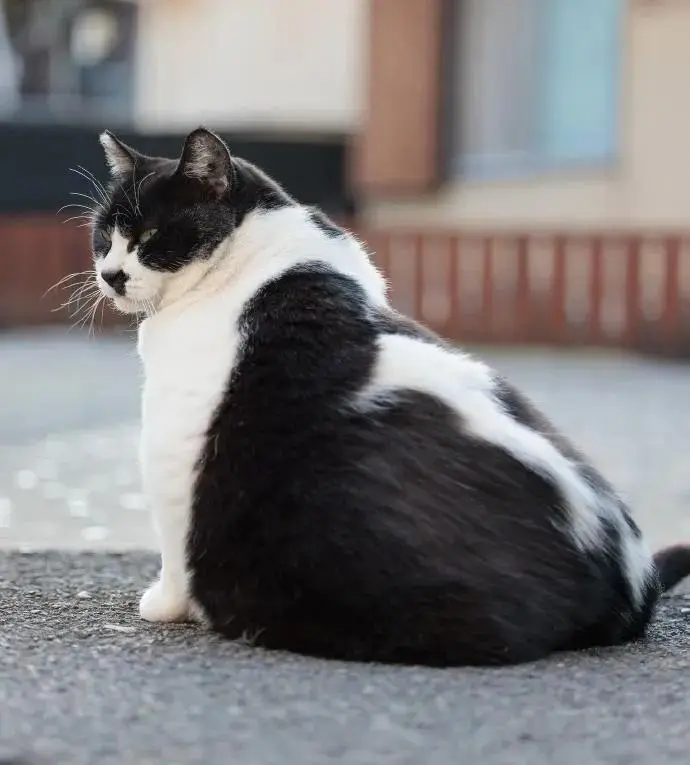 一大波萌猫来袭，准备好被治愈了吗？