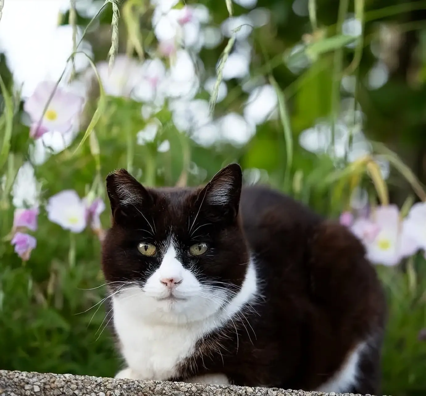 一大波萌猫来袭，准备好被治愈了吗？