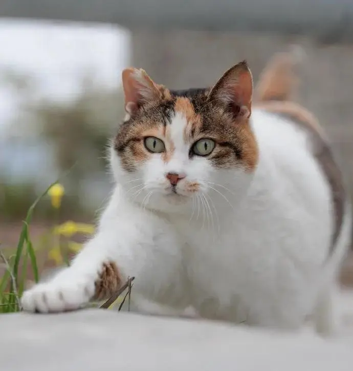 一大波萌猫来袭，准备好被治愈了吗？