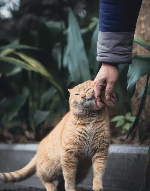 好猫的9大特征，看看你家主子中了几个！