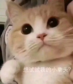 当你疯狂“吸猫”时，猫咪心里究竟在想什么？真相揭秘！