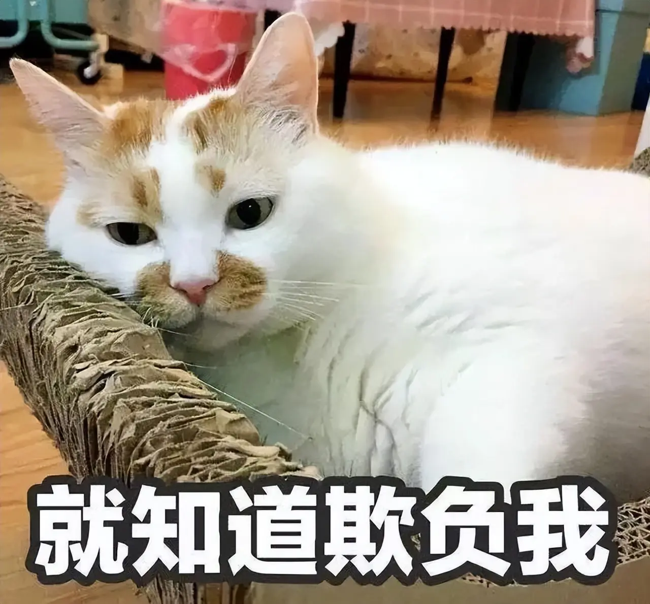 养久的猫咪，为什么不能随便送？背后原因让人动容！